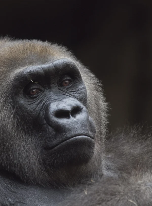 closeup-shot-western-lowland-gorilla-sitting - Mweri Expeditions