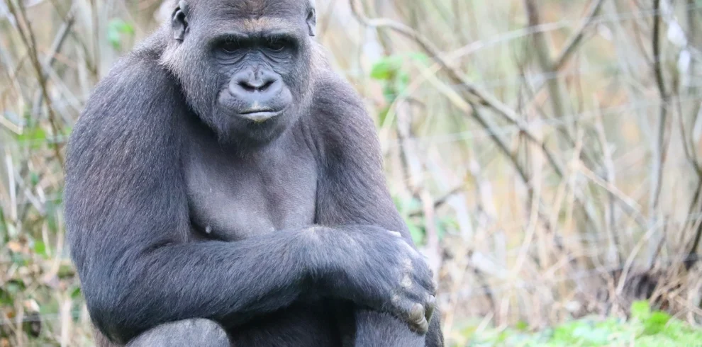 5 Days / 4 Nights – Uganda Savannah Wildlife Safari