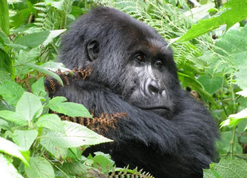 6 Days / 5 Nights – Western Uganda Primates Safari