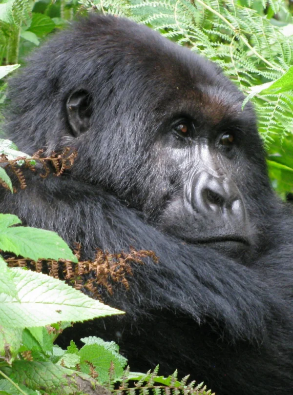 gorilla-sitting-in bush - Mweri expeditions