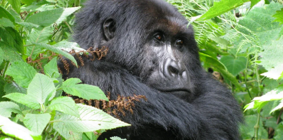 6 Days / 5 Nights – Western Uganda Primates Safari