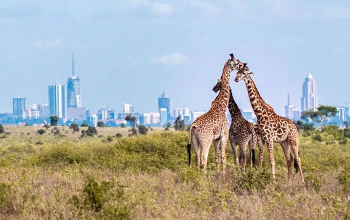 kenya-nairobi-national-park-giraffes- Mweri Expeditions